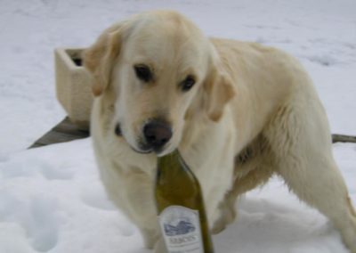 Et sans oublier le vin du Jura, à la montagne même les chiens en boivent !