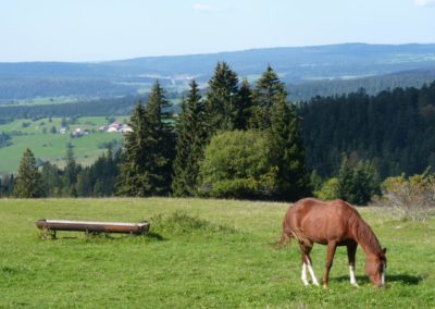 Venez apprécier nos paysages du haut-doubs à cheval